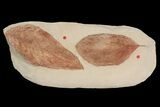 Two, Large Fossil Leaves (Cyclocarya & Dyrana) #92604-1